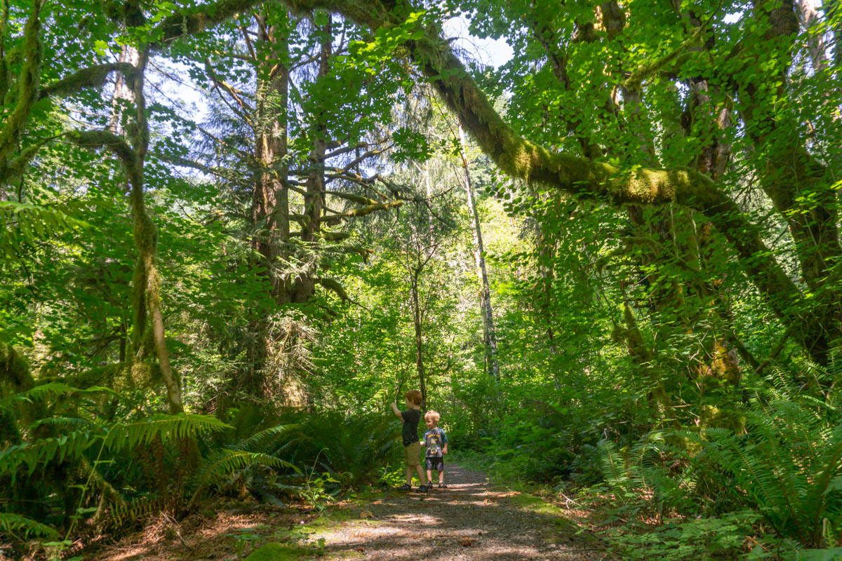 Creekside Loop — Washington Trails Association